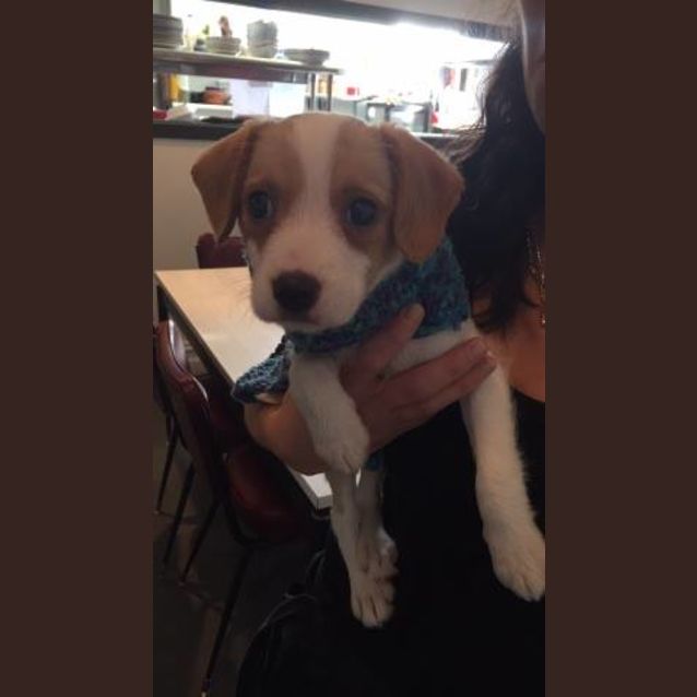 Photo of Puppy 1