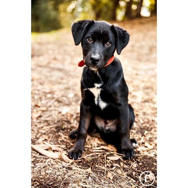 Photo of Corvus