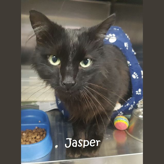 Photo of Jasper