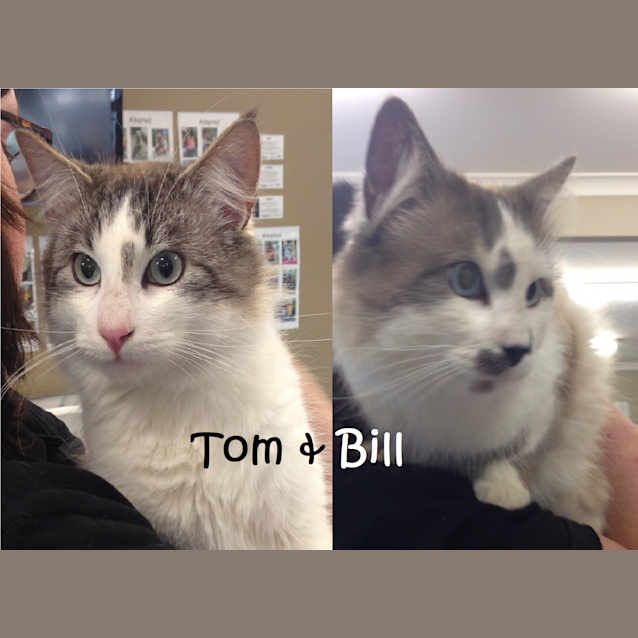 Photo of Tom & Bill (Bonded)
