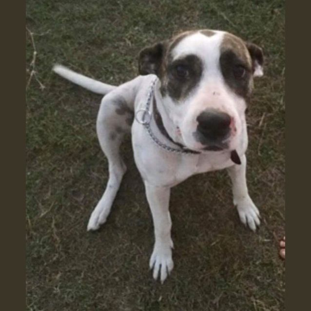 Photo of Koda (On Adoption Trial)