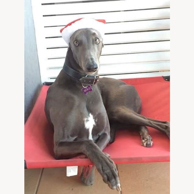 Photo of Storm (Greenhound)
