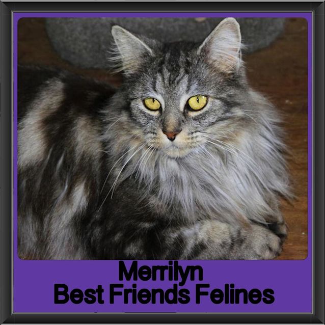 Photo of Merrilyn