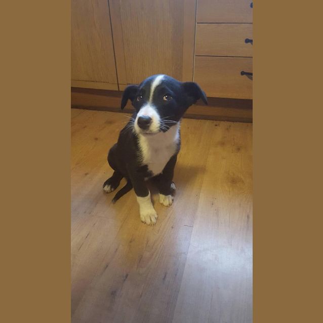 Photo of Dodger