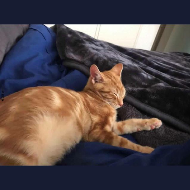 Photo of Garfield 