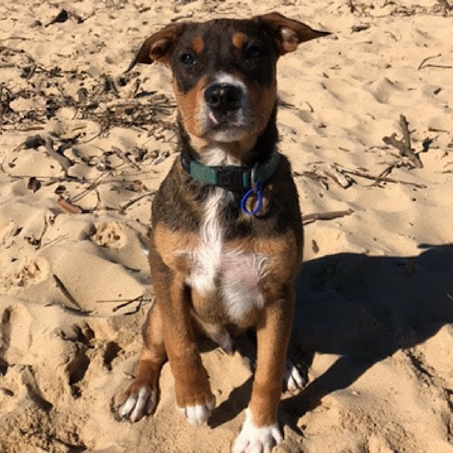 Photo of Donnie ~ Boxer X Mastiff X Cattle (On Trial 26/8/17)