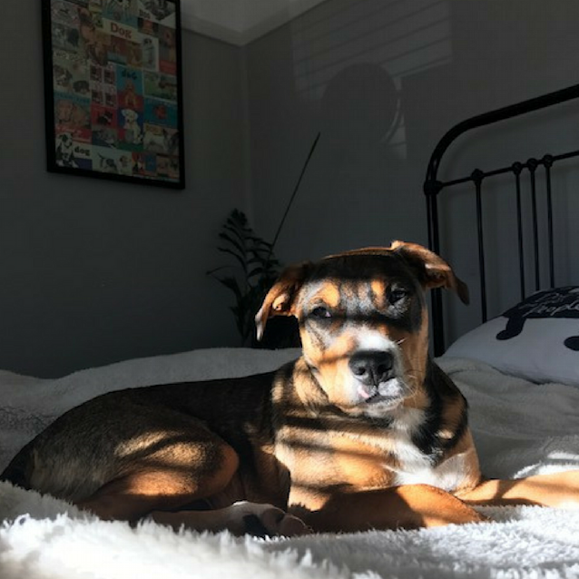 Photo of Donnie ~ Boxer X Mastiff X Cattle (On Trial 26/8/17)