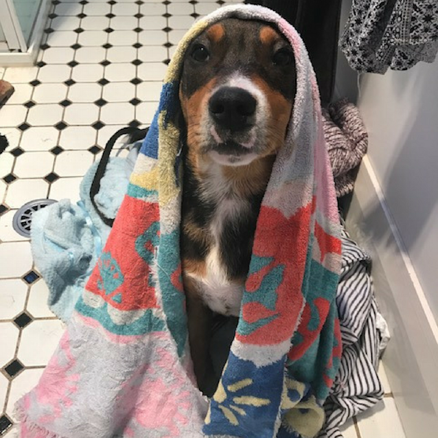 Photo of Donnie ~ Boxer X Mastiff X Cattle (On Trial 26/8/17)