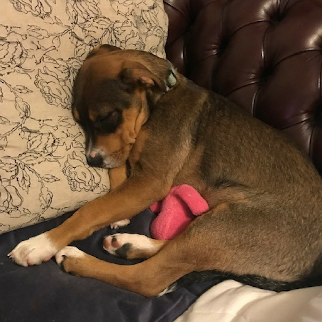 Photo of Donnie ~ Boxer X Mastiff X Cattle (On Trial 26/8/17)