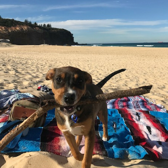 Photo of Donnie ~ Boxer X Mastiff X Cattle (On Trial 26/8/17)