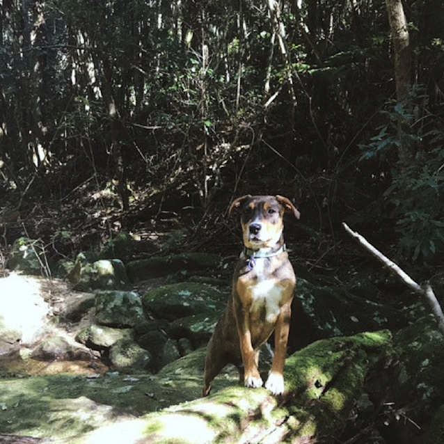 Photo of Donnie ~ Boxer X Mastiff X Cattle (On Trial 26/8/17)