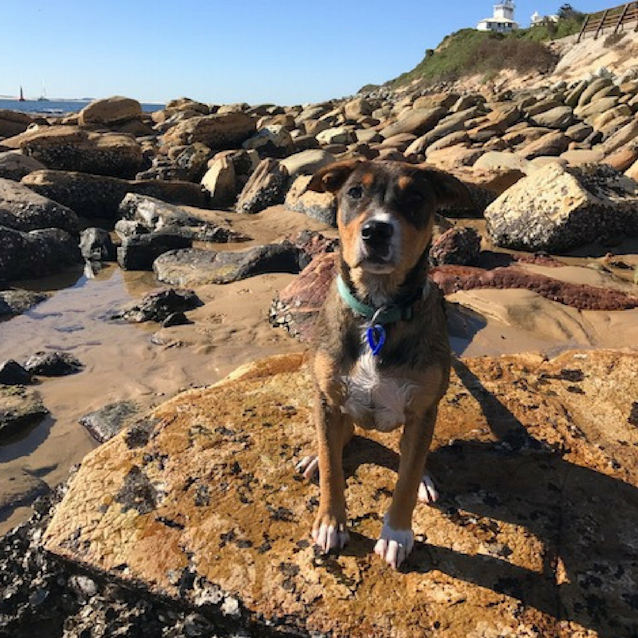 Photo of Donnie ~ Boxer X Mastiff X Cattle (On Trial 26/8/17)
