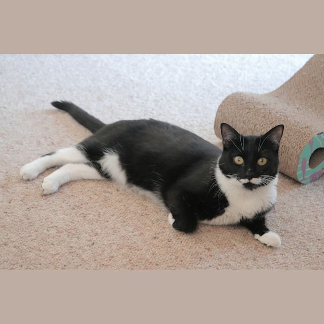 Photo of Mishka