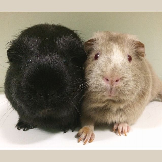 Photo of Nibbles & Fluffy