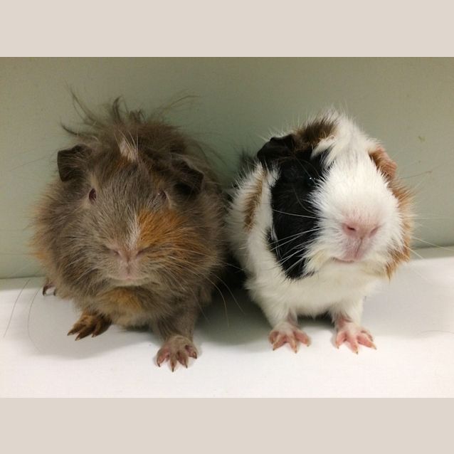 Photo of Mario And Lawege