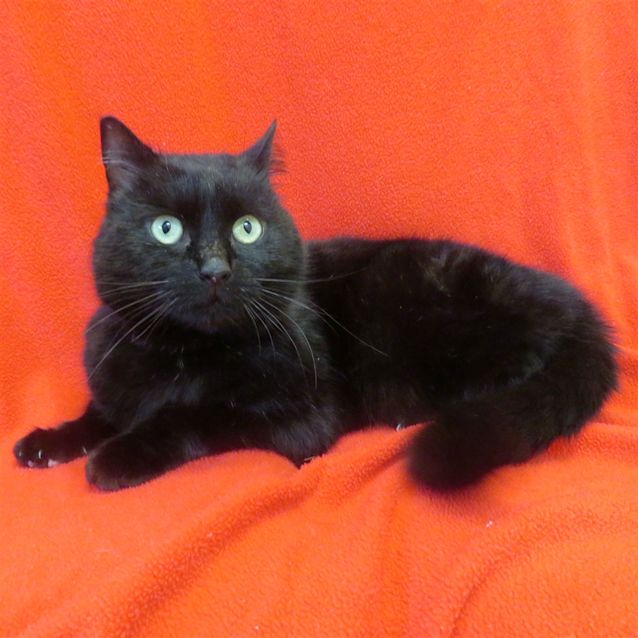Photo of Suki