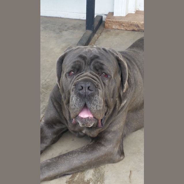 Photo of Enzo 