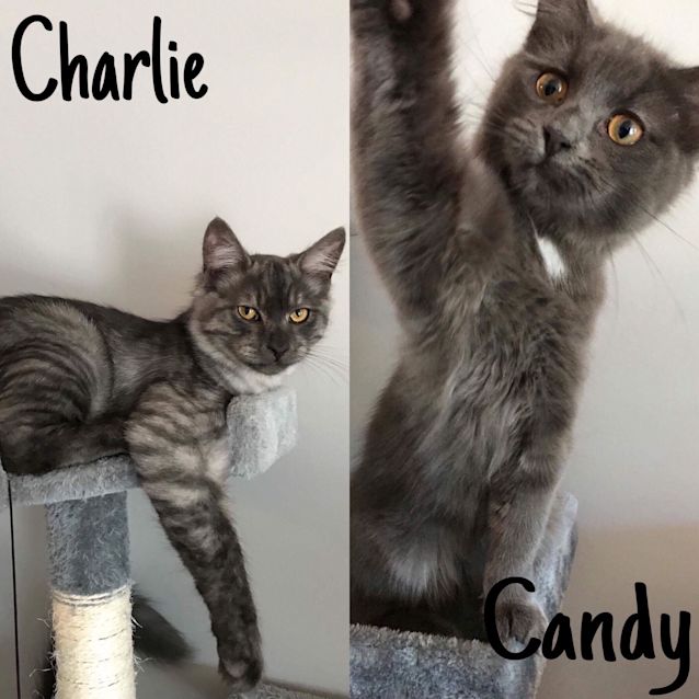 Photo of Candy