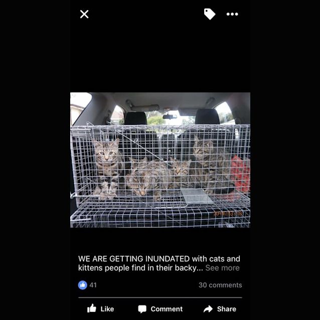 Photo of Tabby  Boys