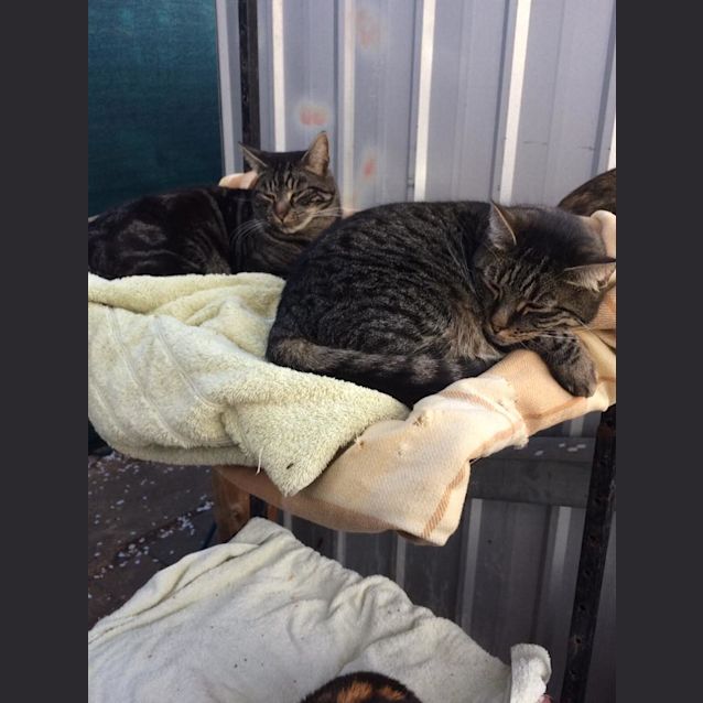 Photo of Tabby Boy 1