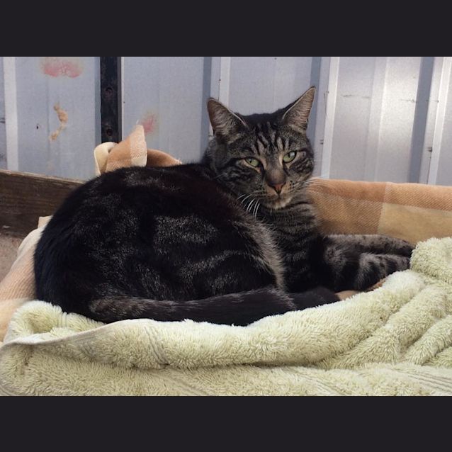 Photo of Tabby Boy 2