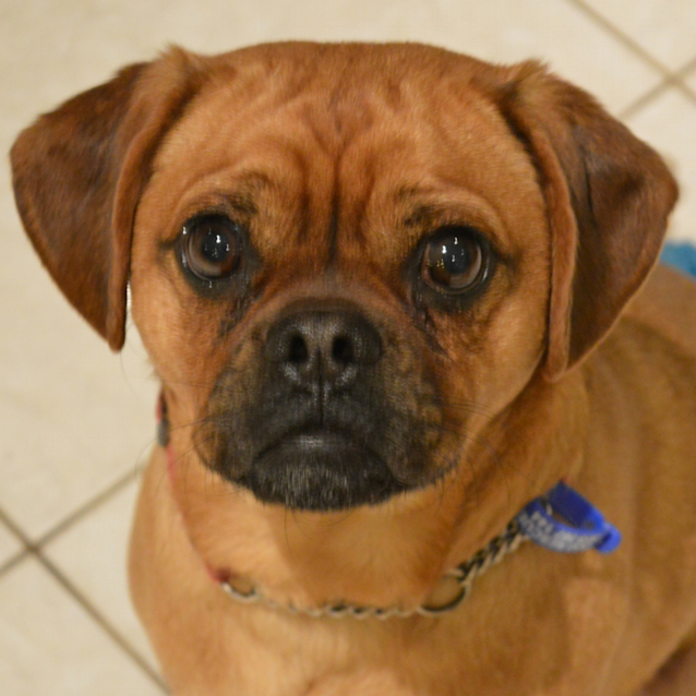 Photo of Benson ~ Pugalier (On Trial 3/9/2017)