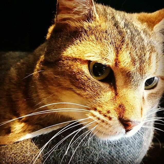 Photo of Captain (Meet Me At Neko Hq   Preston)