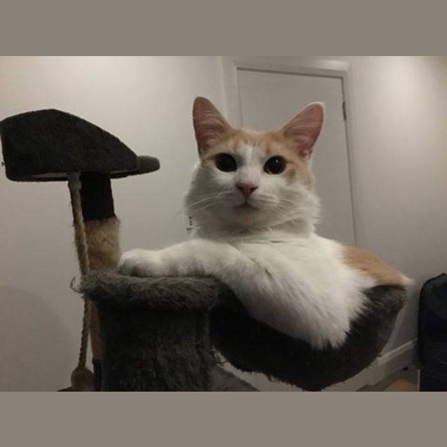 Photo of Rusty