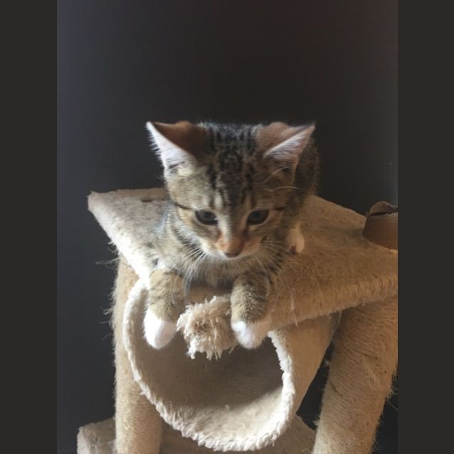 Photo of Rocco