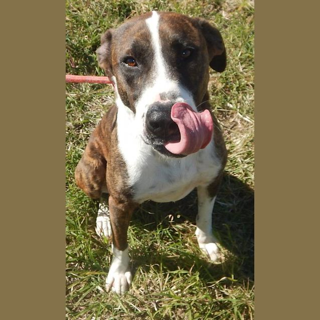 Photo of George (Adoption Pending)