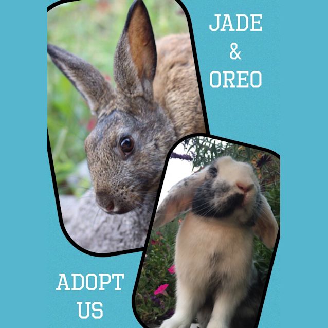 Photo of Oreo & Jade 