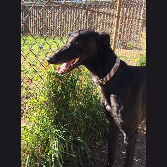 Photo of Bronson (Adoption Pending)