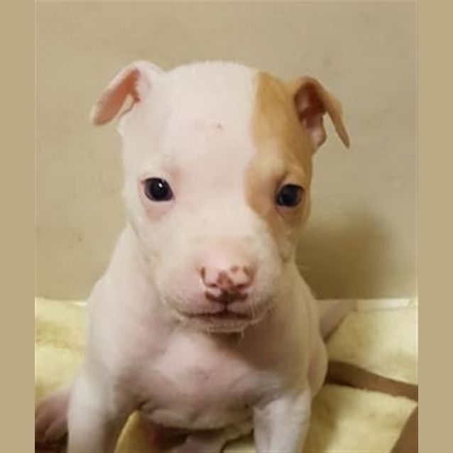 Photo of Enzo
