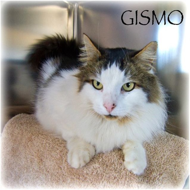Photo of Gismo