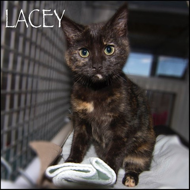 Photo of Lacey