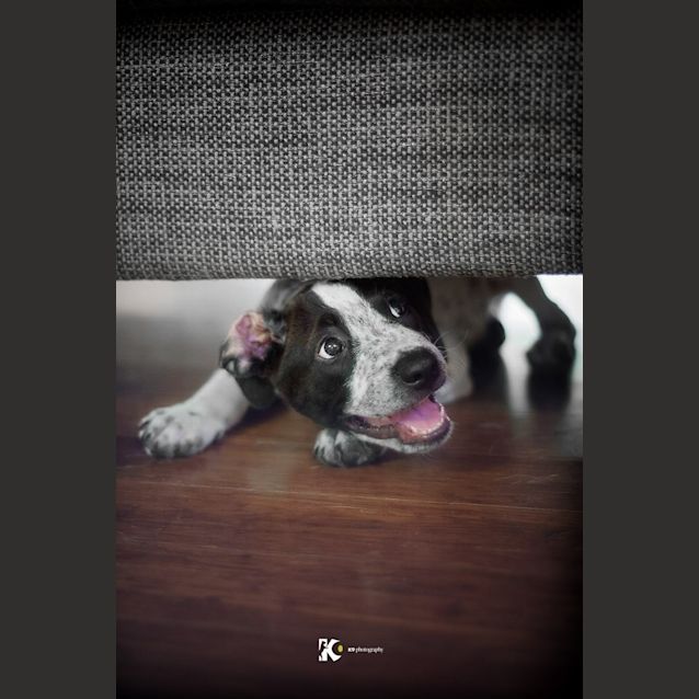 Photo of Boomer