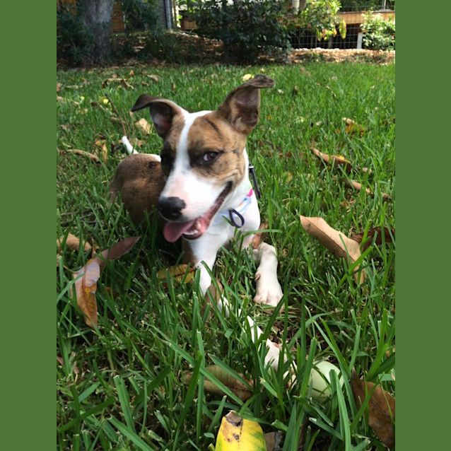 Photo of Copper **Adoption Pending**