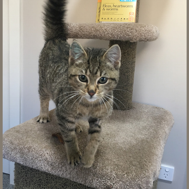 Photo of Stewart Little