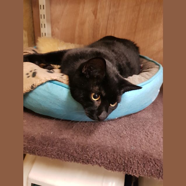 Photo of Mindy $50 Adoption Fee