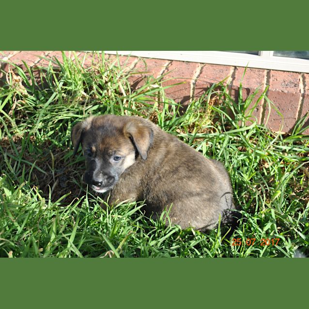 Photo of Mix Breed Puppies
