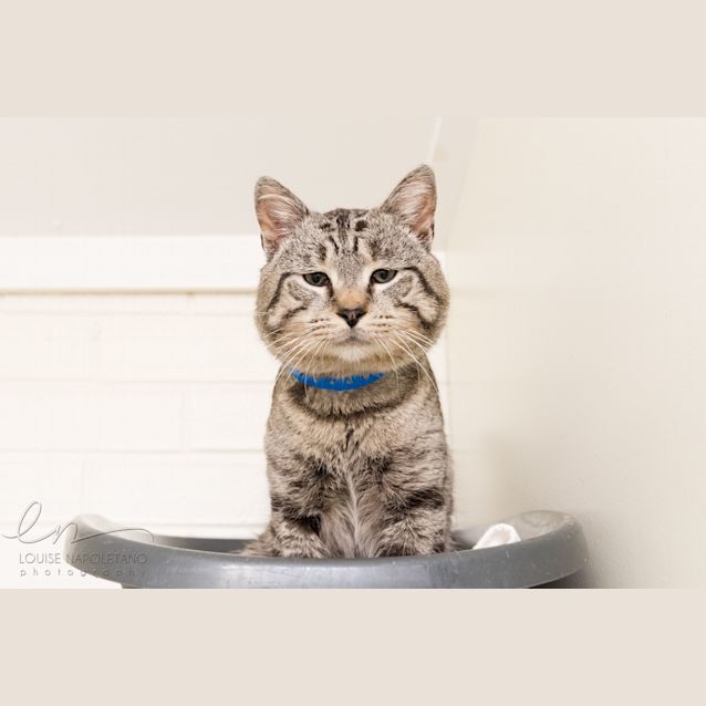 Photo of Winston (3264)