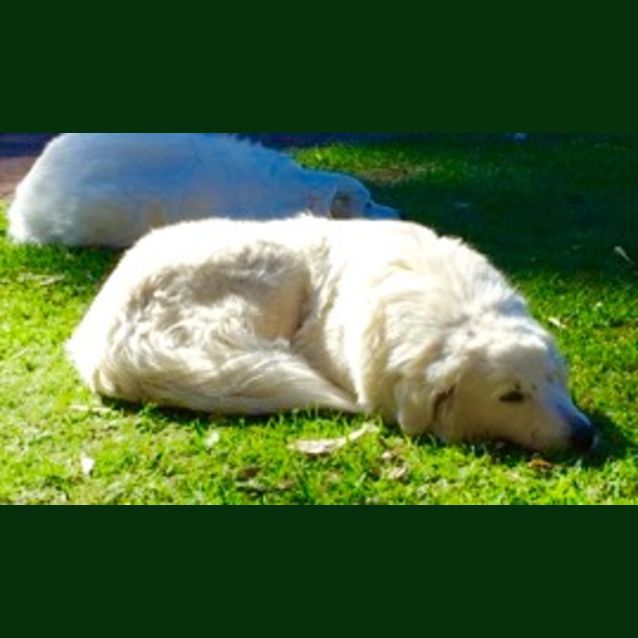 Photo of Lucy
