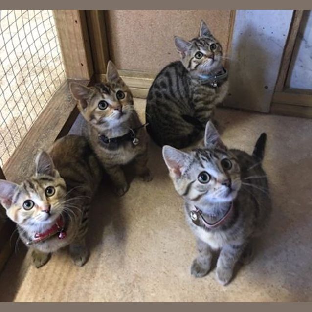 Photo of Tigger, Trouble, Aj And Elsa!
