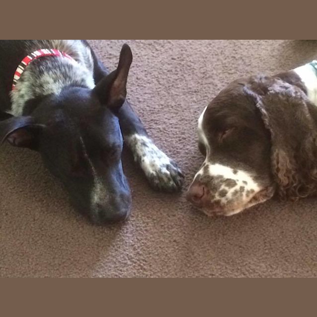 Photo of Gibson Db098