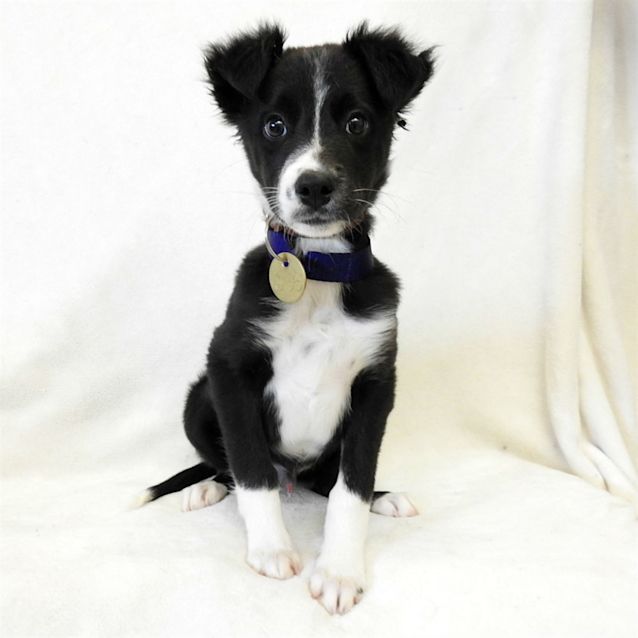 Photo of Banjo