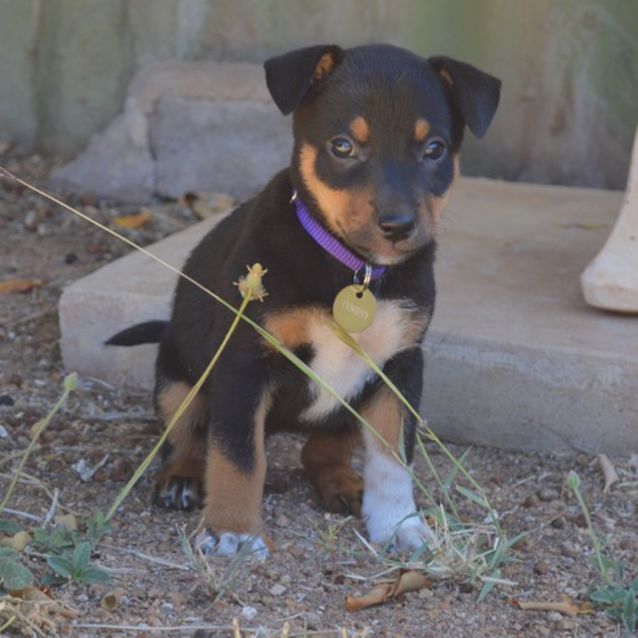 Photo of Darcie (D3620)