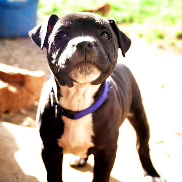 Photo of Lucky ~ Staffy X Puppy (On Trial 18 8 2017)