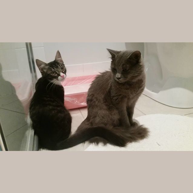 Photo of Midnight