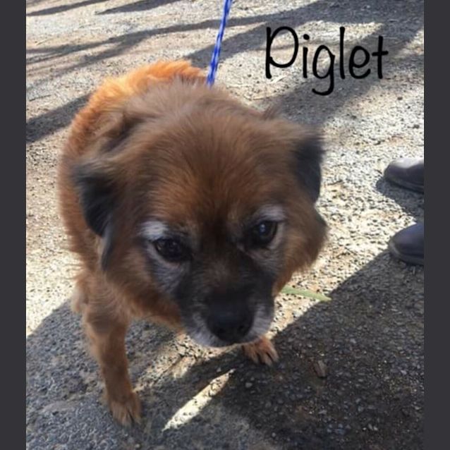 Photo of Piglet