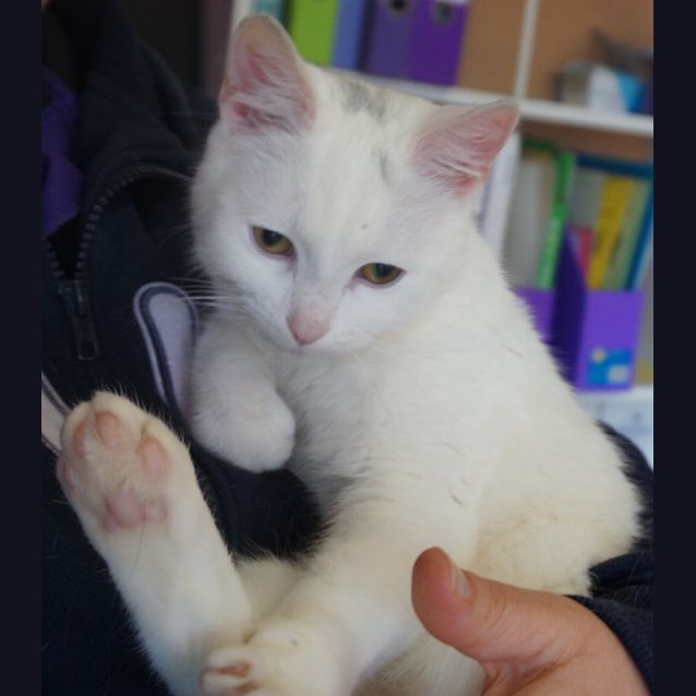 Photo of Spot